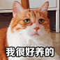 #著名网黄猫日# 黄猪猪吃火锅你吃火锅底料 ​​​​