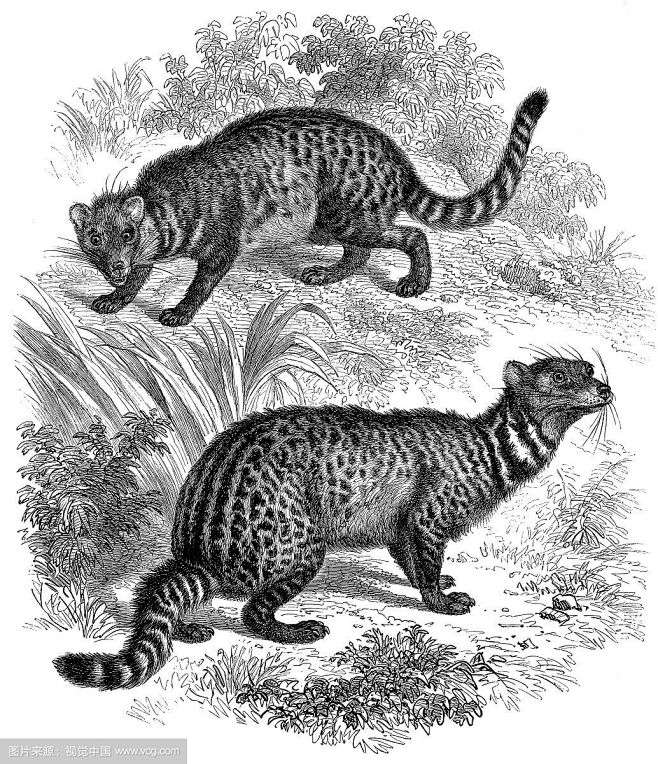 大灵猫