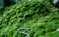 moss nature wallpaper (#1275034) / Wallbase.cc