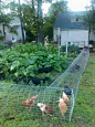 How to Build a DIY Backyard Chicken Tunnel. Chicken like to eat plants and dig dirt to find worms. If you don’t put them in cages or chicken coops, your backyard will be very messy.