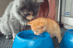 猫妈妈教小猫喝水，太萌了