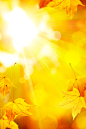 黄色梧桐树叶与耀眼光芒高清图片