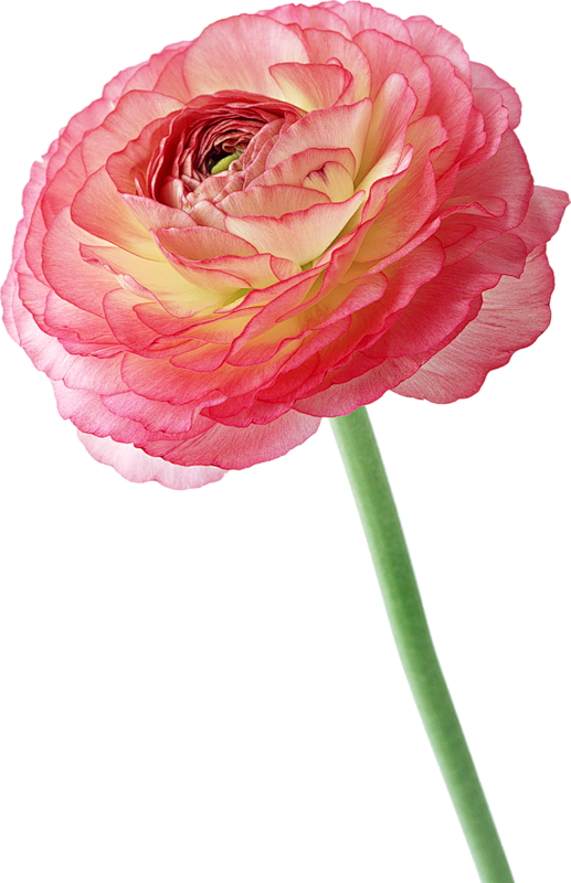 植物素材png