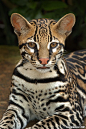 Feline Jewel by Paul Bratescu - This ocelot was photographed in Costa Rica where they are indigenous. Gorgeous!