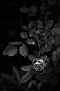 Fleur Morbide