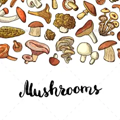 矢量手绘蘑菇背景——杂项矢量Vector Hand Drawn Mushrooms Background - Miscellaneous Vectors美国、背景、培根、咖啡馆、奶酪、烹饪、地壳,美食,美味,设计,设计师,晚餐,画画,快餐,食物,新鲜,美味,图形,一方面,热,说明,成分,蘑菇,对象,披萨,素描,模板,矢量,蔬菜,白色 american, background, bacon, cafe, cheese, cooking, crust, cuisine, delicious, design, 