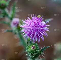 蓟(卡杜斯)紫色的花