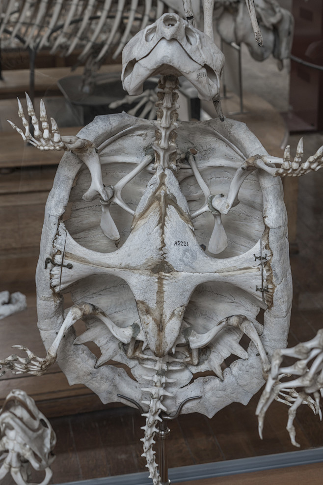 Skulls & Bones (381)