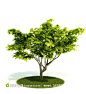 3d模型树木灌木绿色植物下载