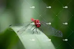 蜻蜓 大自然壁纸 昆虫 自由背景 翅膀 高清壁纸 美丽的壁纸