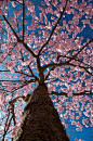cherry blossoms, Sweden