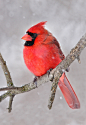 Photograph Northern Cardinal by Jim Cumming on 500px