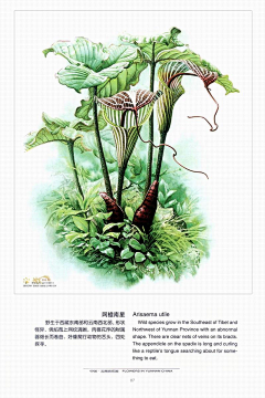 用户UFwOOkrf采集到药