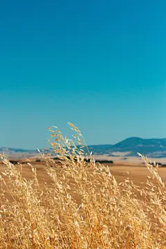 风景