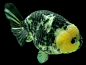 白黒透明鱗ライオンヘッド(しろくろらいおんへっど)　14C12516B-BC18-22 ranchu lionhead goldfish #aquariums