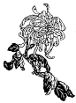 一朵菊花 植物图案花纹-中国民间艺术-中国民间艺术,植物图案花纹