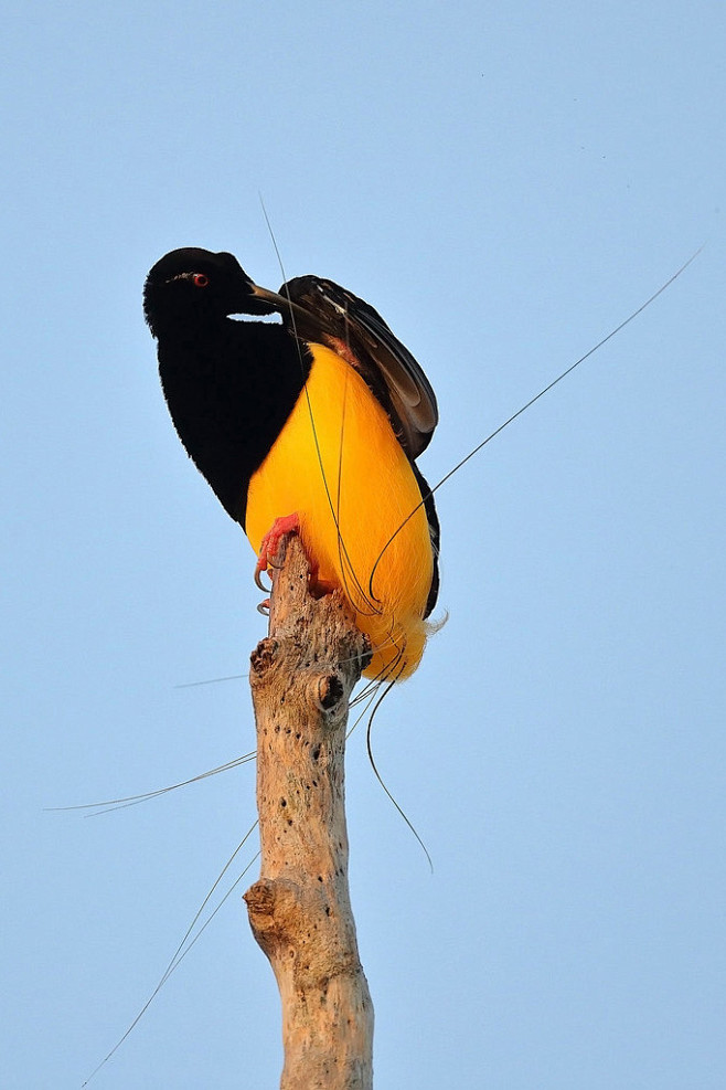 雀形目极乐鸟科十二线极乐鸟属十二线极乐鸟