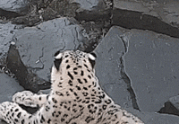 瑾浮沉生采集到大型猫科动物-雪豹