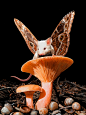 Lisa Ericson虚构的老鼠蝴蝶物种超写实绘画