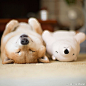 ※ Pet ※ Instagram上的超人气柴犬Maru，每次都和自己的玩具睡姿神同步！可爱又搞笑，超级融化人心哇！