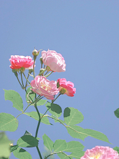 廿晖君采集到花朵