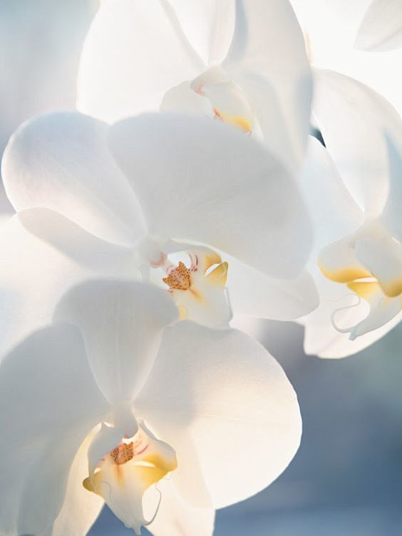 (1) Pinterest