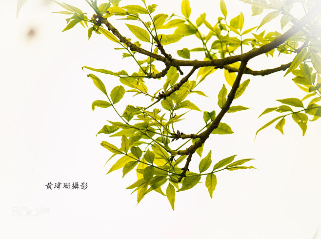 Leaves 10 by Wei-San...