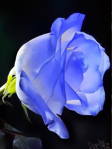  蓝玫瑰花蕾