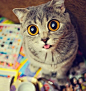 瞬时秒杀我的眼神-猫模Melissa » 奇哇哇