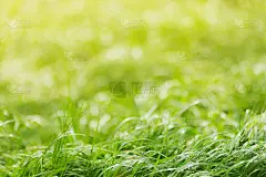 绿草上的晨露，背景