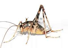 手绘联盟采集到生物类-素材