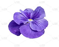 三色堇花的特写镜头
