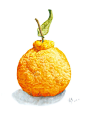 彩铅手绘橙子
