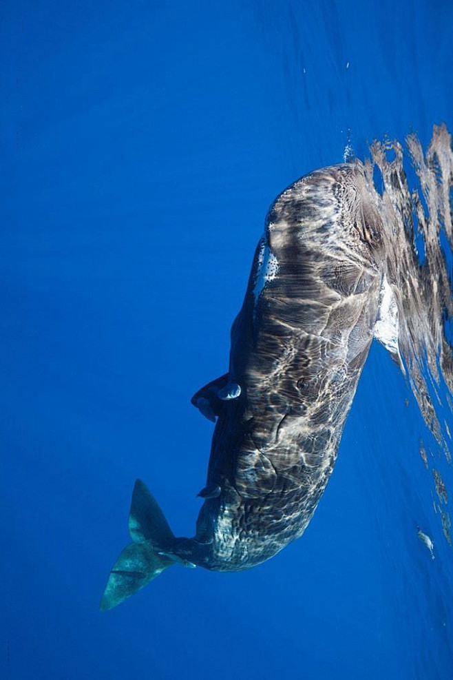 鲸目·齿鲸亚目·抹香鲸科·抹香鲸属:抹香.