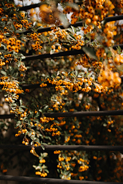 Aling00采集到｛花非花…｝