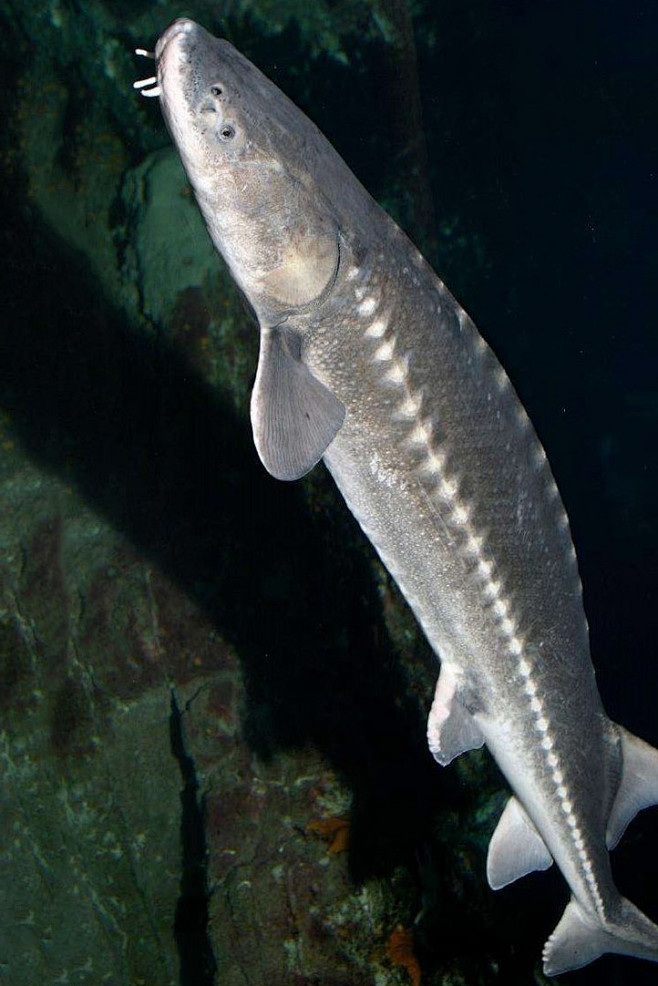 鲟形目鲟科高首鲟