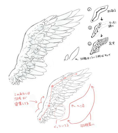 南呜阿弥陀佛采集到鸟兽
