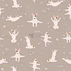 狗,瑜伽,牛头梗,注视镜头,可爱的,纯种犬,运动,玩具,锻炼,吸气