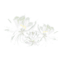 千库网_古风昙花_元素编号12886915