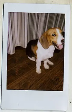 立花言千夏  的插画 五花肉