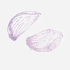 手绘食材矢量图免抠素材_新图网 https://ixintu.com 大蒜 大蒜设计 紫皮大蒜 蒜米 蒜米设计 食材 食材设计 食物设计 矢量图