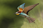 Europian Bee-eater by darkshooter11  on 500px
