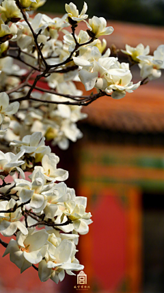 糖心花蕊本人没错了采集到自然——花卉植物