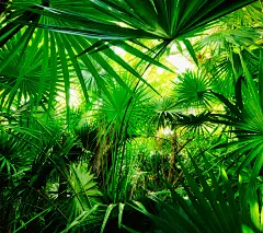 夏普 AQUOS ZETA系列手机壁纸贴图