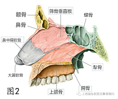 幸福路9号采集到鼻骨