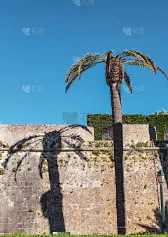 棕榈树和蓝天