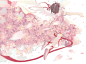 魔卡少女樱  百变小樱  木之本樱