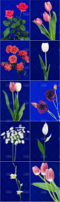 鲜花静物花束花瓣花苞郁金香高清摄影图库广告平面设计素材花朵-淘宝网