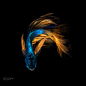 1)Colourful Betta fish