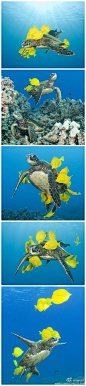 [夏威夷] SWS任珂微博达人：美国摄影师伯莱因近日在夏威夷普阿科湾潜水时用摄像机捕捉到了海龟和金黄色鱼儿亲密合作，共同起舞游弋的精彩场景。实际上，是海龟背上长出来的海藻吸引了鱼儿们，鱼儿们获得了食物，海龟享受了清洁服务，坚硬的背部变得滑亮，在水中游走时阻力也就变小了。双方互相依赖，互利互赢，和谐相处。